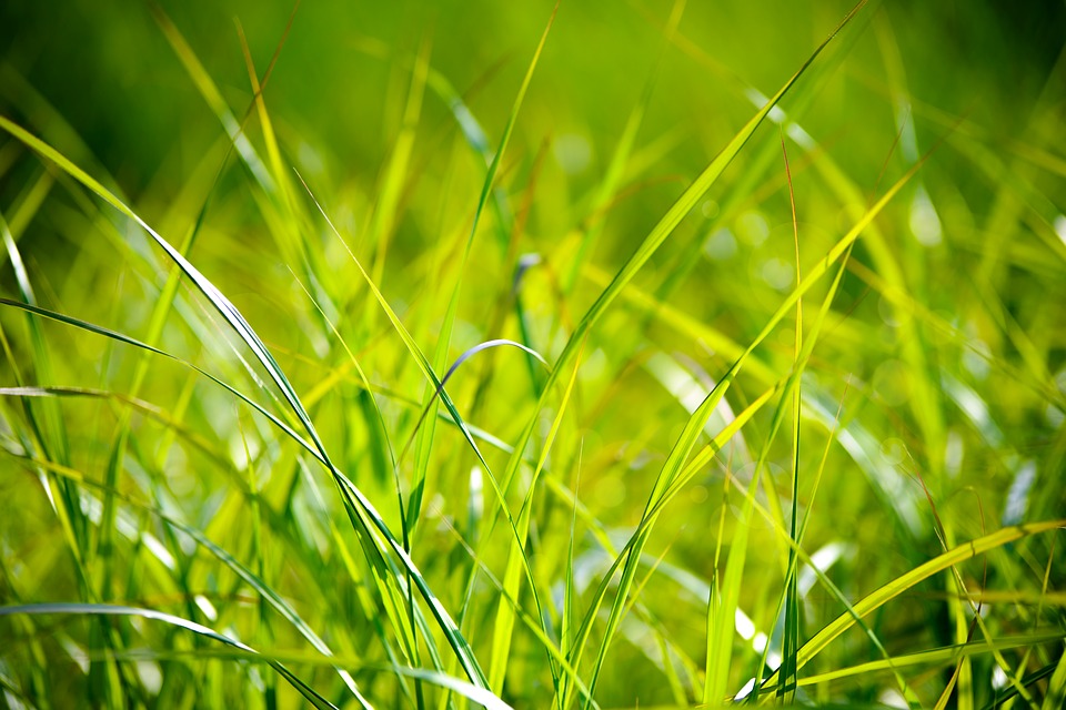 Na czym polega wysiew trawy?