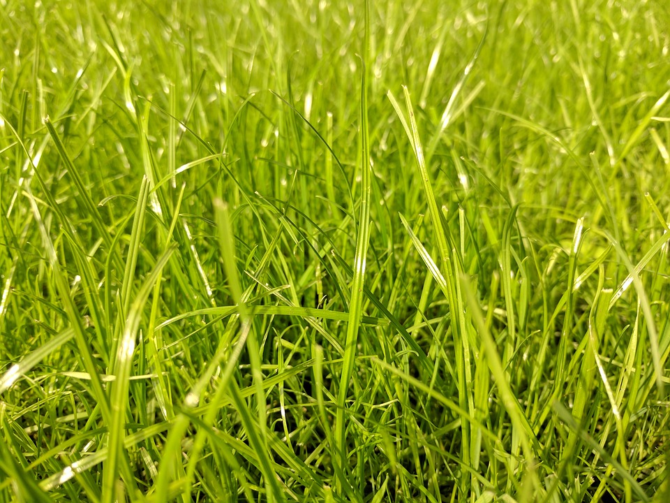 Czy interesuje nas siew trawy?