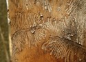 O szkodliwej działalności drewnojadów