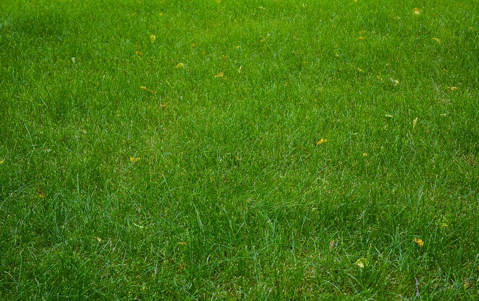 Czy potrzebna nam jest trawa dekoracyjna?